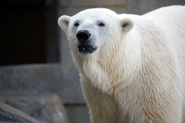 普段着の表情のホッキョクグマたち　～　キャンディ、デナリ、ララの夏の日_a0151913_234221.jpg