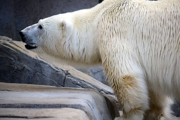 普段着の表情のホッキョクグマたち ~ キャンディ、デナリ、ララの夏の日_a0151913_2342831.jpg