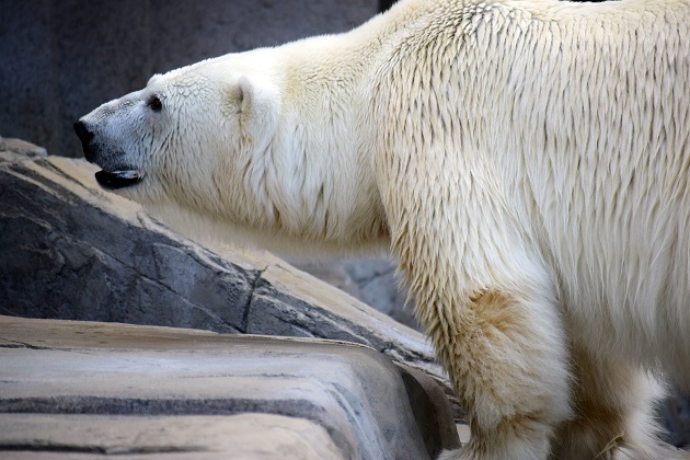 普段着の表情のホッキョクグマたち　～　キャンディ、デナリ、ララの夏の日_a0151913_2342831.jpg