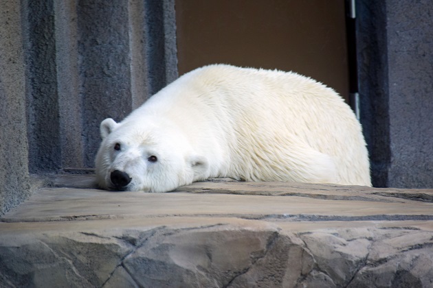 普段着の表情のホッキョクグマたち　～　キャンディ、デナリ、ララの夏の日_a0151913_2344098.jpg