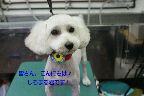 ゲリラ_b0130018_01120.jpg