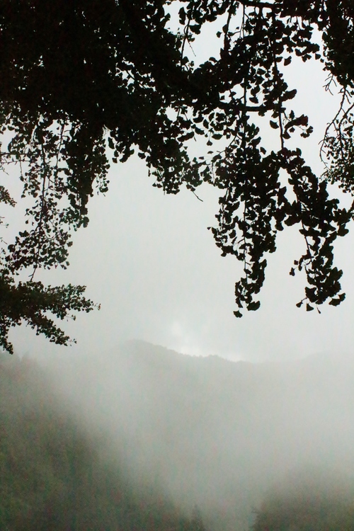 稲武梨野産桶茶葉(二年目)_b0220318_23175023.jpg