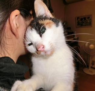 『わが愛しのミケ猫写真展』その1_c0248618_17584666.jpg