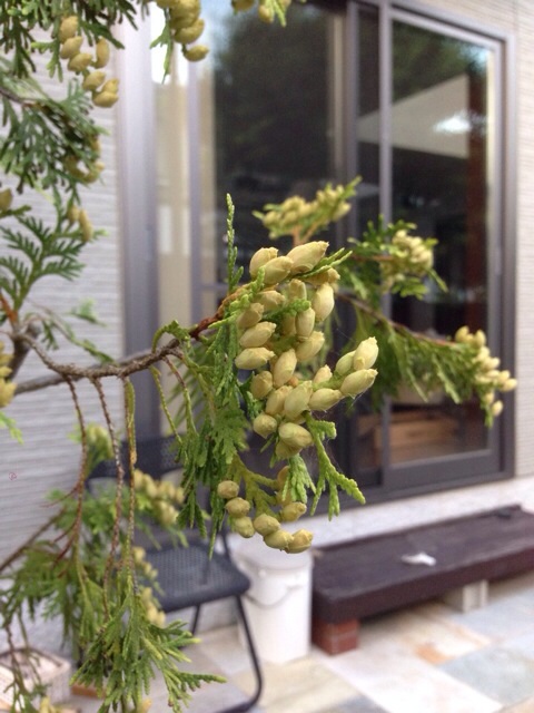 オシッコの木の花？_f0067528_21501042.jpg