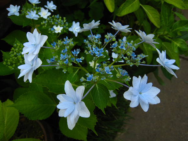 墨田の花火 花火アジサイ ガクアジサイ Nakaの泥轍日記