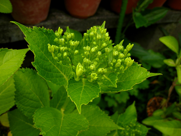 墨田の花火（花火アジサイ）　（ガクアジサイ）_f0126932_225284.jpg