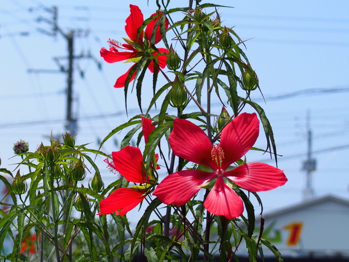 7.20　夏花 2華です_d0241937_1750433.jpg