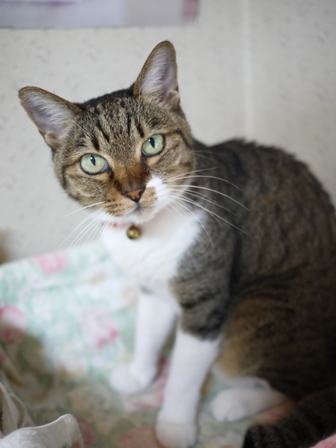 猫のお友だち メイちゃんポポちゃんゴロくん編。_a0143140_16272423.jpg