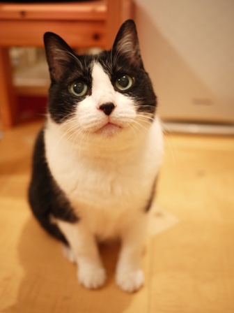 お誕生日猫 空17歳編。_a0143140_2051713.jpg