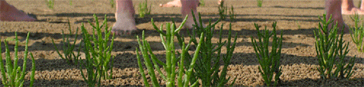d0167041_21454319.gif