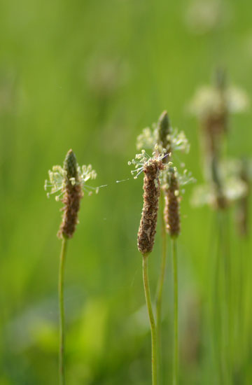 夏の雑草_c0093046_6171423.jpg