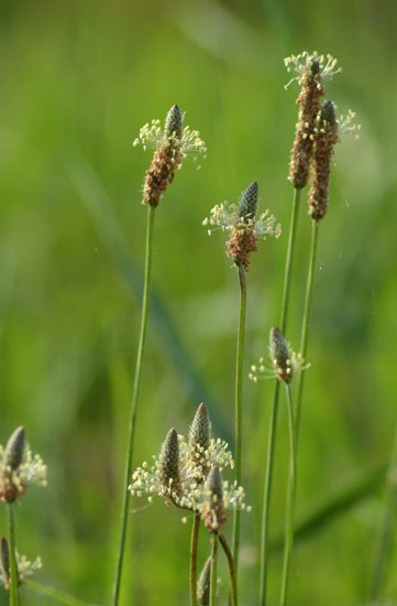 夏の雑草_c0093046_6175452.jpg