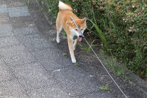 唐草が馴染むねぇ～♪_f0245650_08405324.jpg