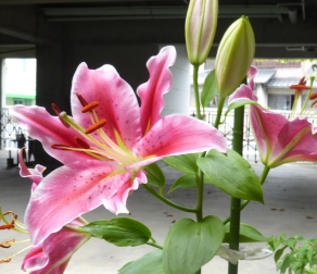 荒崎水害訴訟終結(1)_f0197754_0563094.jpg