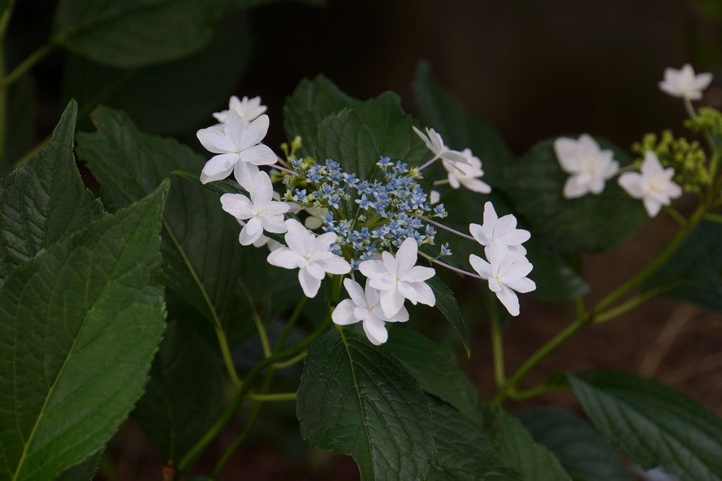 flowers（うちの庭の花とぶどう畑）_e0223456_16585117.jpg