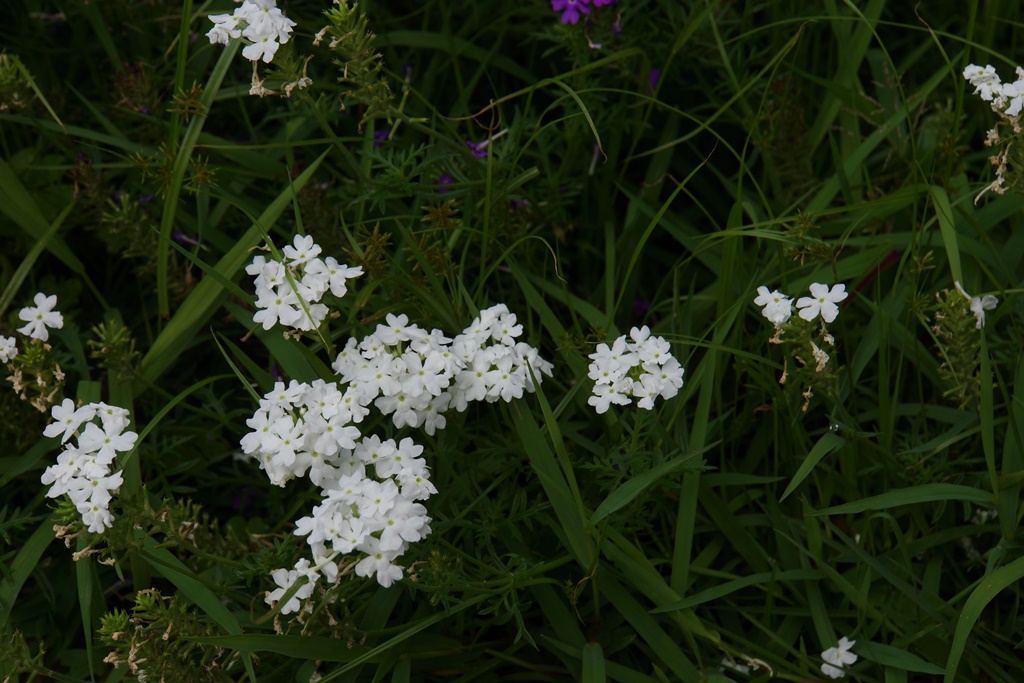 flowers（うちの庭の花とぶどう畑）_e0223456_1704368.jpg