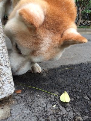 ヒマワリと柴犬と「フンフン」（銀柴）_f0332658_12112735.jpg