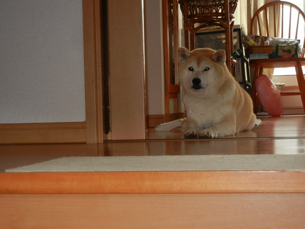 ’14,7,20(日)愛ちゃんは早足で田舎道散歩!_f0060461_8201548.jpg