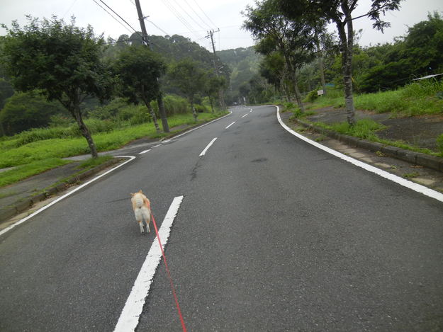 ’14,7,20(日)愛ちゃんは早足で田舎道散歩!_f0060461_883672.jpg