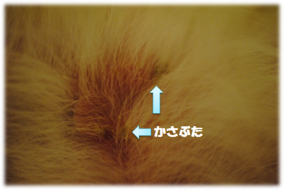 b0242873_08424374.png