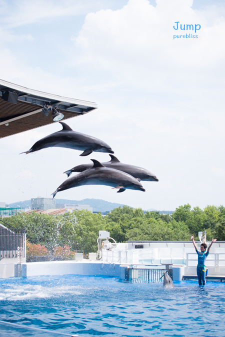 京都水族館 イルカのショー編 Purebliss 京都水族館 イルカのショー編 Purebliss