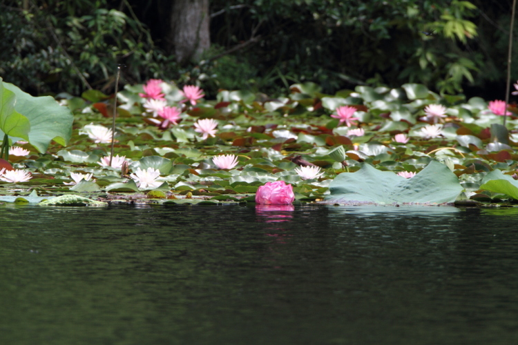 お池の風景_b0120679_18080191.jpg