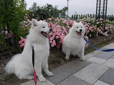 ７月６日、薔薇園へ行く。_c0209379_1843297.jpg