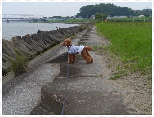 大野川河川敷でモーターグライダーを見学しました、すご～ー＼(^o^)／_b0175688_1783919.jpg