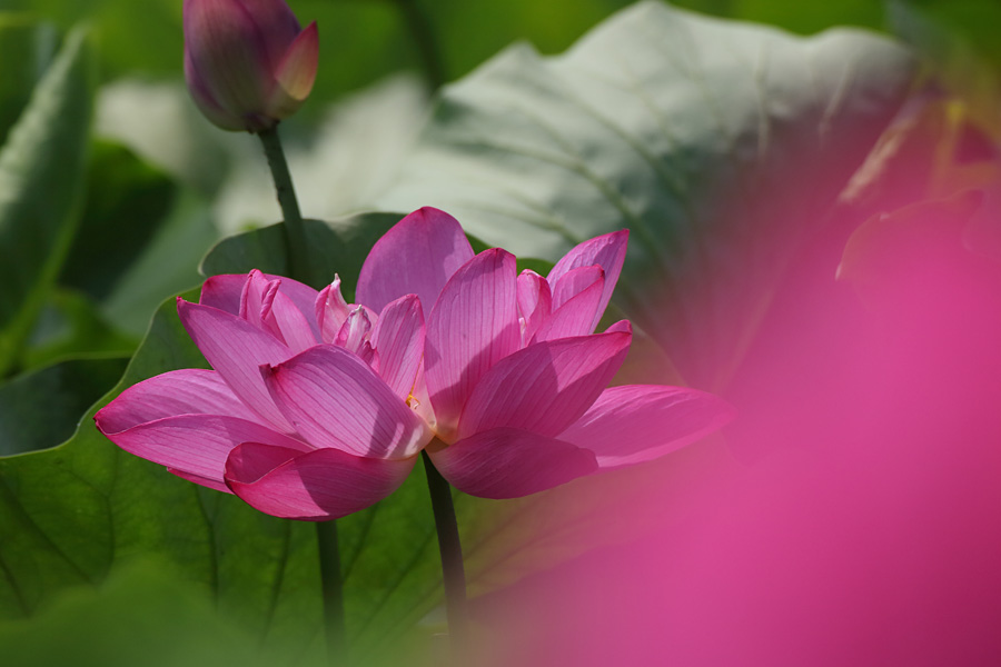 14.06.29：愛西市の森川花はす田にて_c0007190_172183.jpg