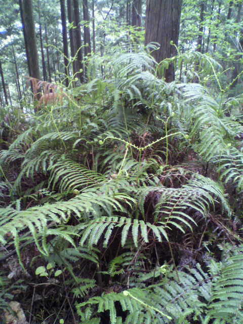 e0109292_8113112.jpg