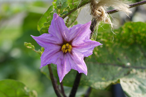 朝採りの夏野菜たち_f0222692_11473588.jpg