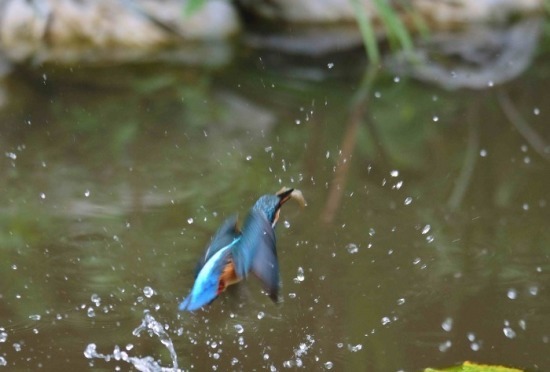 今日のカワセミ（7/21)　子どもの捕食_c0315700_18270590.jpg