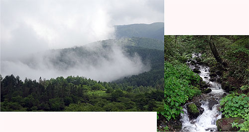 人生最高峰のヨコヤマギターズ4号機 発注!_c0137404_104064.jpg