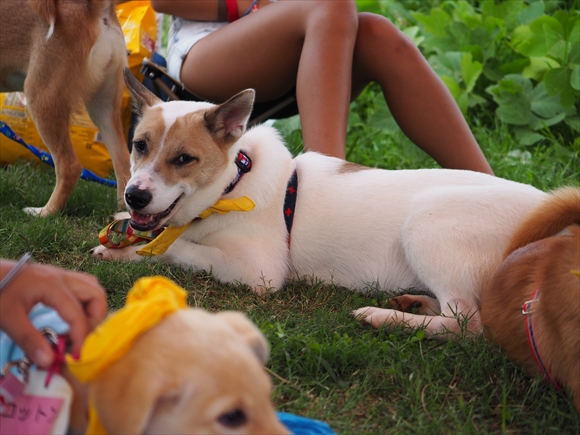 2014.7.20　定例いぬ親会　その１_e0242804_21384540.jpg