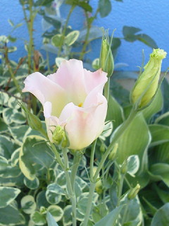 f0255704_1015592.jpg