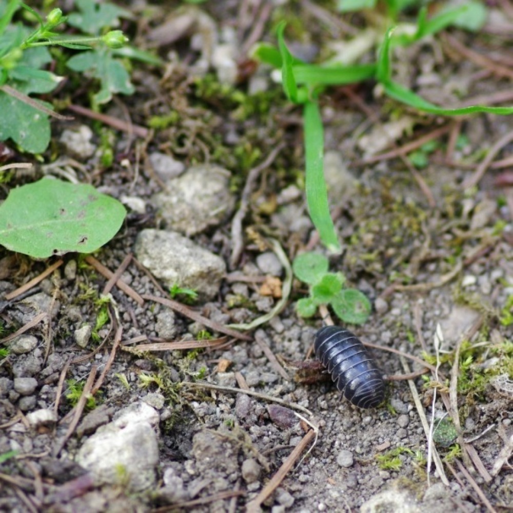 ダンゴムシはかわいい 日常から正方形に切り抜く