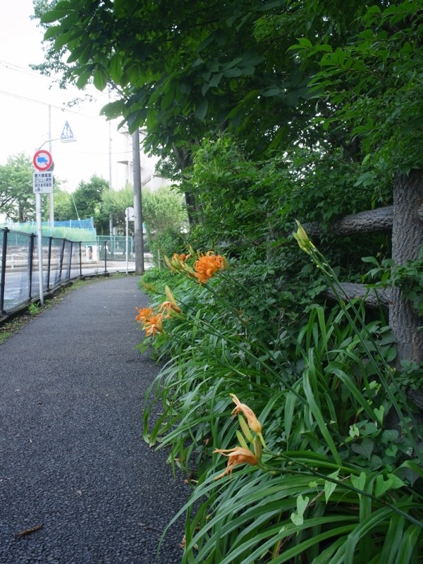 夏の一日_e0276411_23555275.jpg