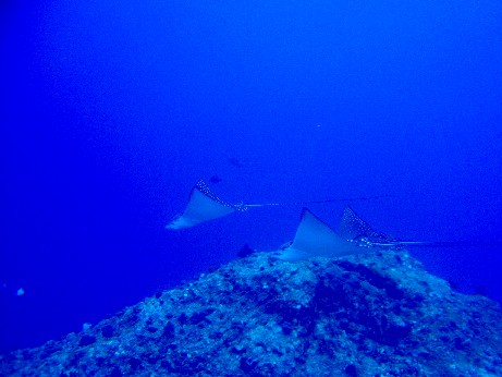 2014年GW　伊是名島　水中の生物_f0043911_12574967.jpg