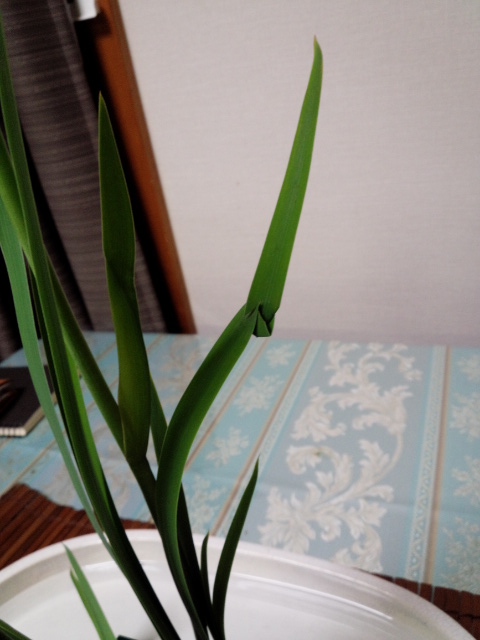 カキツバタ 夏の陣_f0226713_19513869.jpg