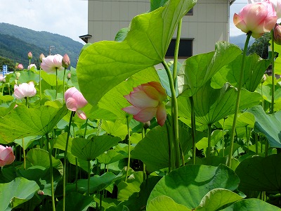 中宮温泉、西山旅館_b0143414_1752423.jpg