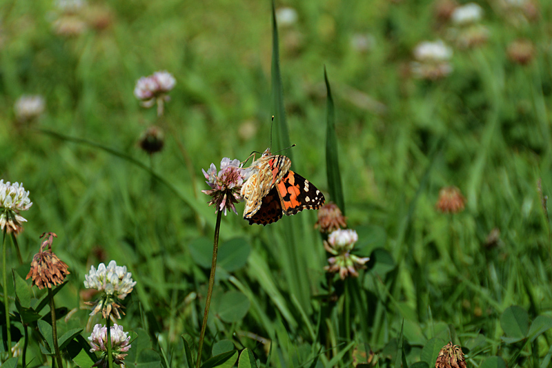 c0167821_22134994.jpg