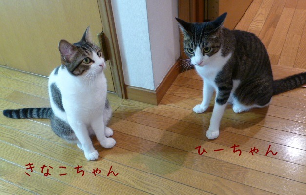 お留守番 にゃんこ ギャラリー 【きなこちゃん&ひーちゃん】_e0237625_0101158.jpg