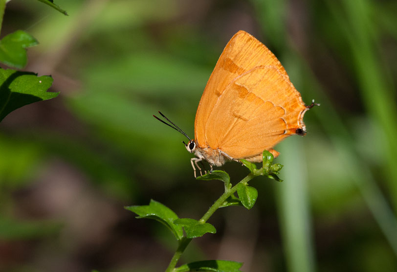 オオムラサキの森の昆虫たち　in2014.07.19東信①　_a0126632_7134496.jpg