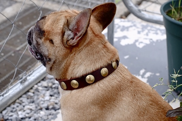 dog collar _b0172633_13304224.jpg