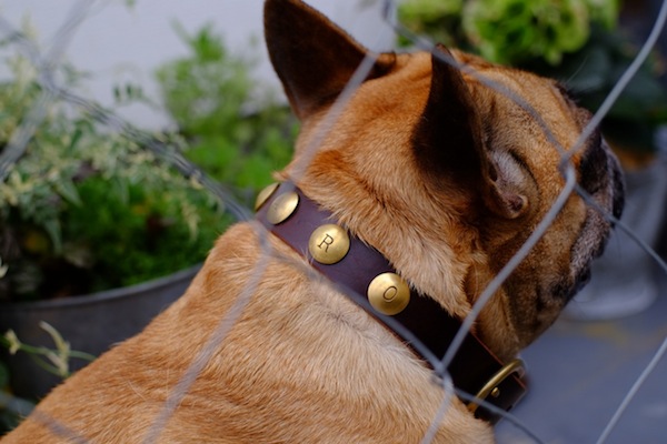 dog collar _b0172633_13304469.jpg