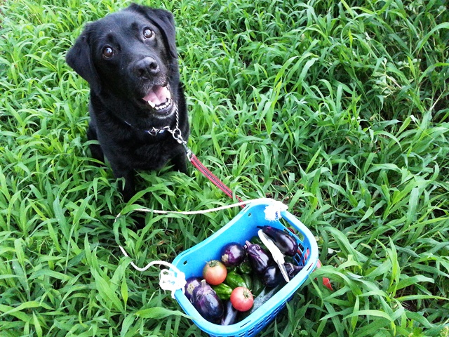 黒犬、夏も元気です。_f0131535_17512319.jpg