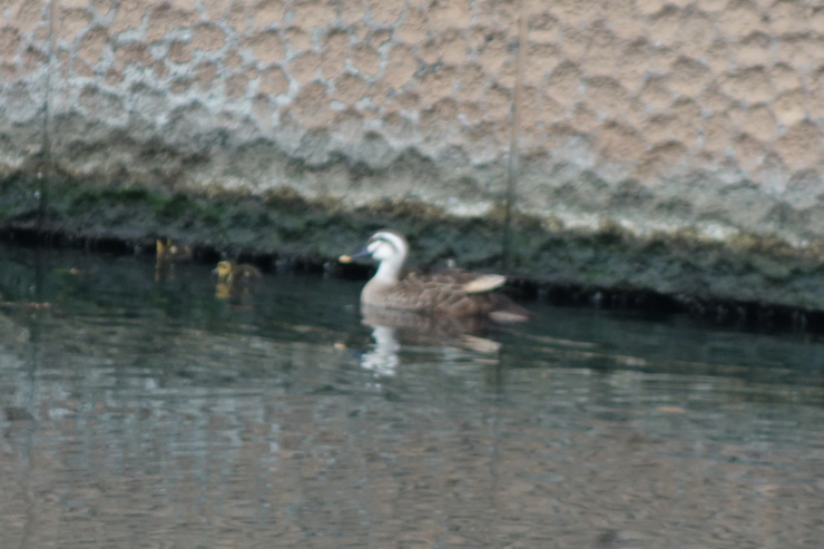 a0287336_13444845.jpg