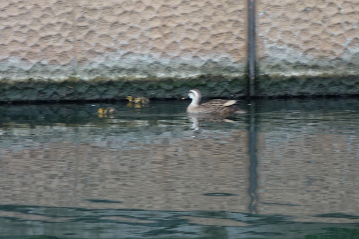 a0287336_13585916.jpg