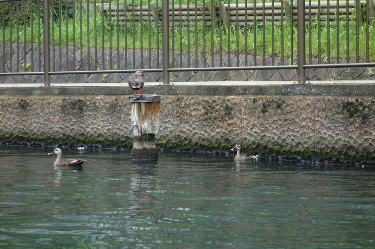 江東区 和船友の会 和船乗船体験に行ってみた その2_a0287336_1511577.jpg