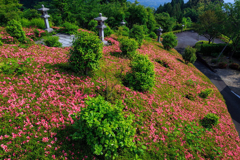 サツキに彩られる善峯寺_f0155048_1882633.jpg